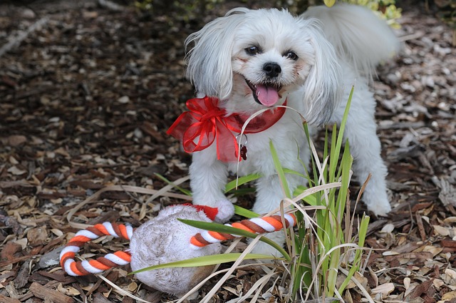 Free Christmas Stocking Dog photo and picture