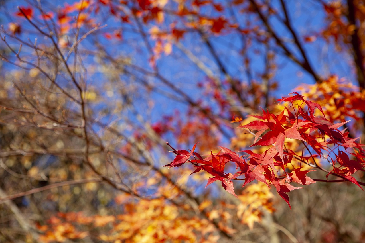 Autumn Leaves - free online jigsaw puzzle photo