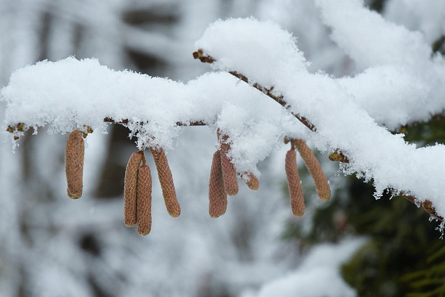 Schnee, Wald, Natur, Weiß, Schneebedeckt
