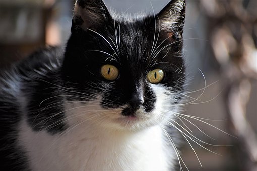 Free Cat Home photo and picture