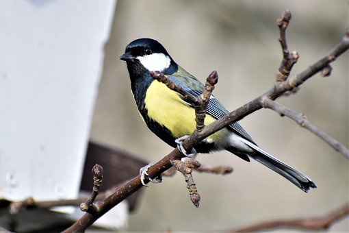 Free Nature Bird photo and picture