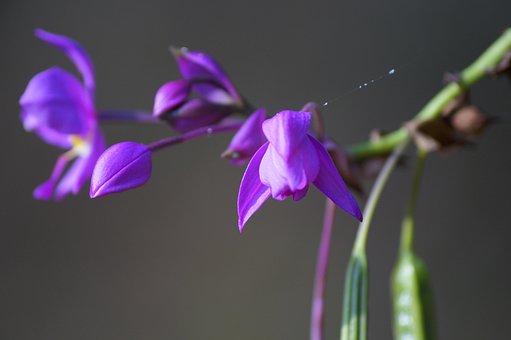 Free Flower Nature photo and picture