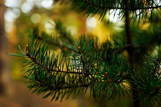 Free Forest Moss photo and picture
