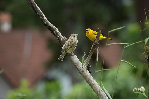 Free Canary Bird photo and picture