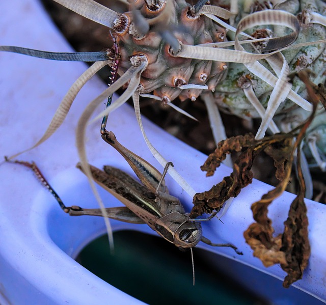 Sprinkhaan, Macro, Cactus, Tetracanthus