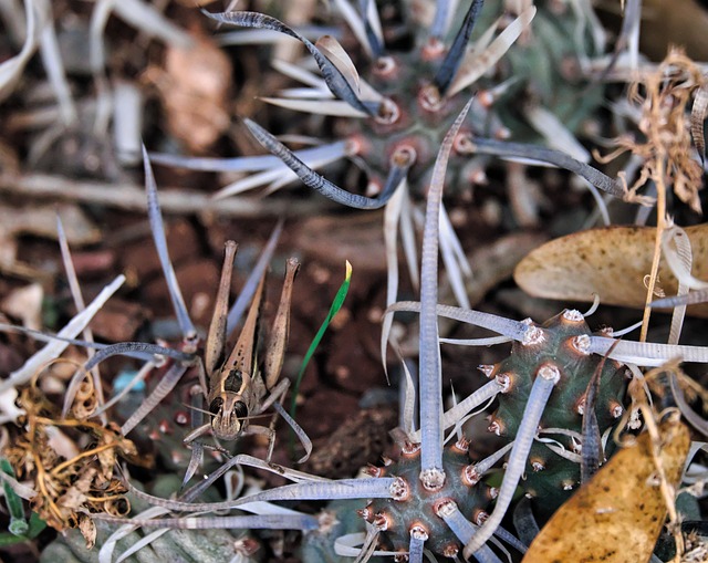 Sprinkhaan, Macro, Cactus, Tephrocactus