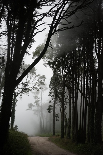 Free Fog Silhouettes photo and picture
