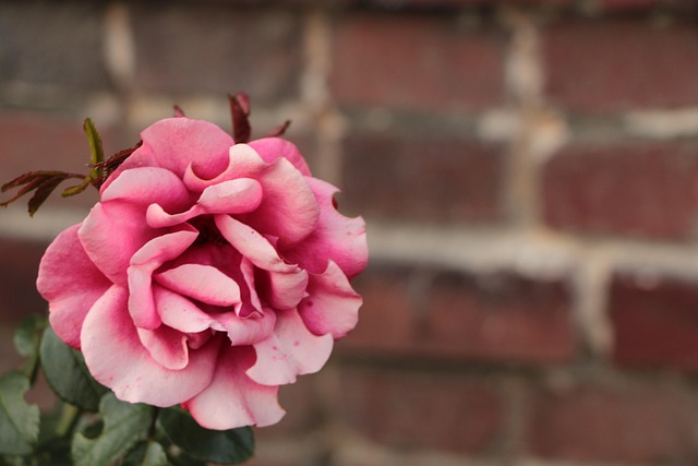 Flor, Planta, Jardín, Naturaleza, Rosa
