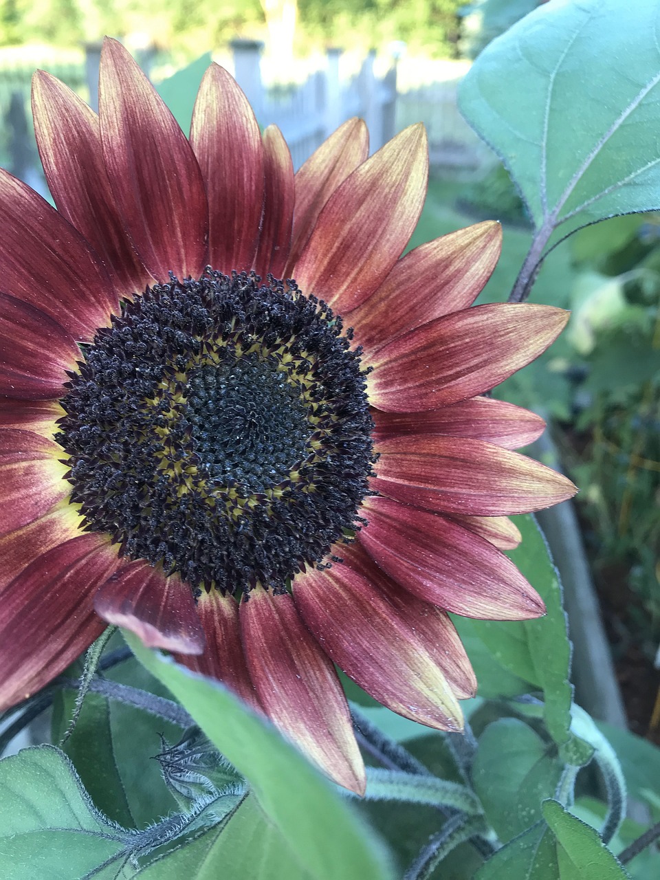 Sunflower Garden Nature Free photo on Pixabay Pixabay