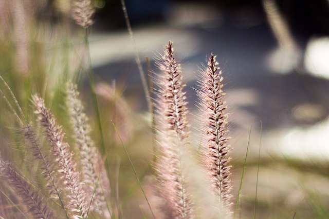 Free Summer Nature photo and picture