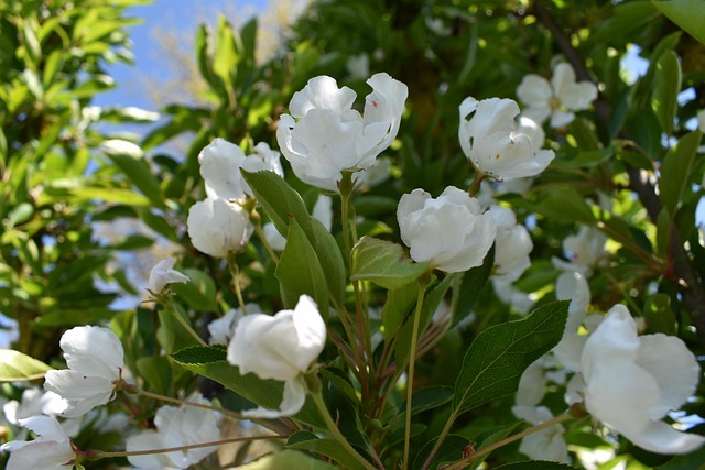 Free White Flowers photo and picture