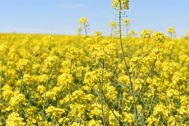 Free Yellow Flowers photo and picture