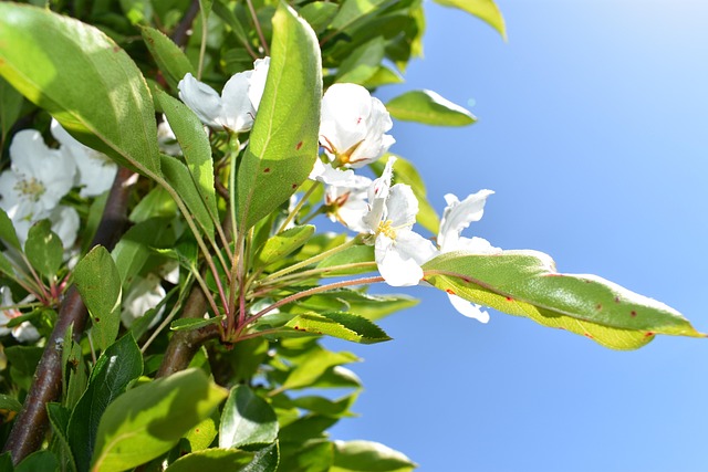 Free White Green photo and picture