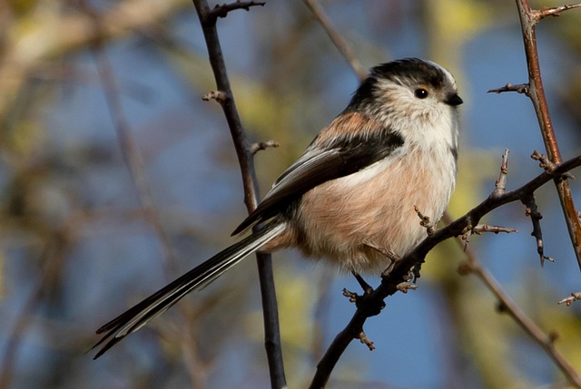 8,000+ Free Nice Tits & Nature Images - Pixabay