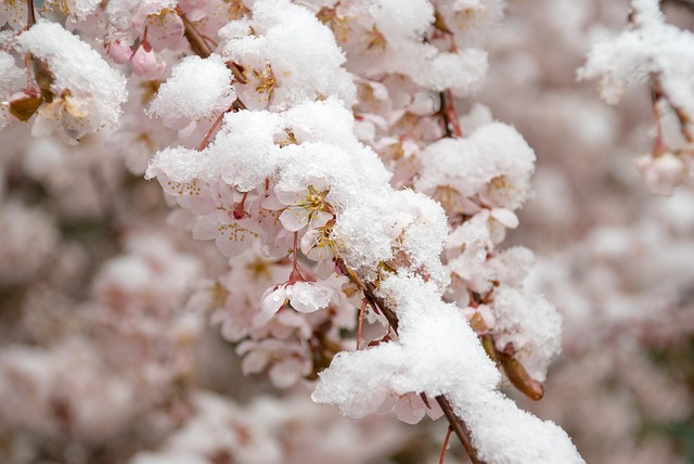 Free Cherry Blossom Snow photo and picture