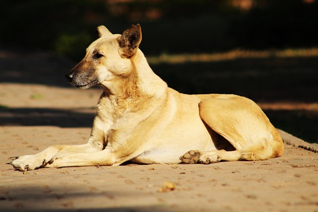 野良犬 大変！瘦せすぎの野良犬の親子のお宅訪問をしようと思ったら母犬