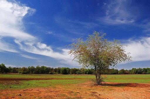 Free Tree Trees Nature photo and picture