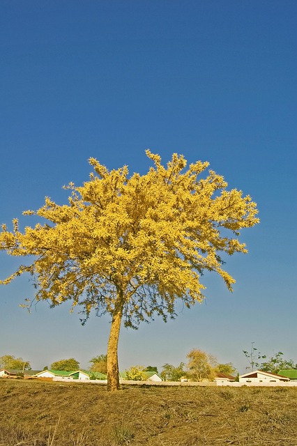 Free Tree Trees photo and picture
