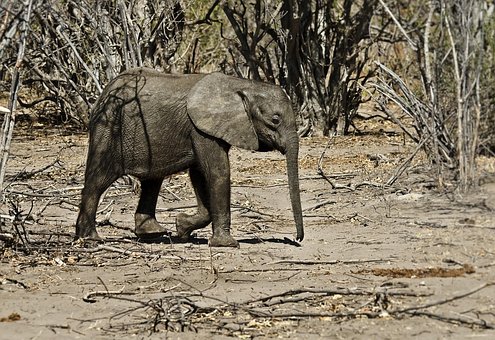 Free Elephant Animal photo and picture
