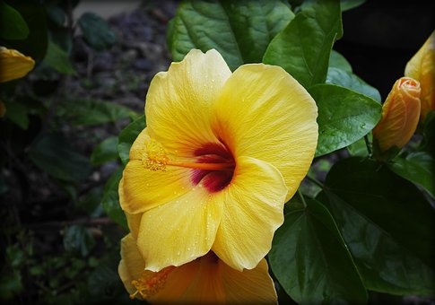 Free Flower Yellow photo and picture
