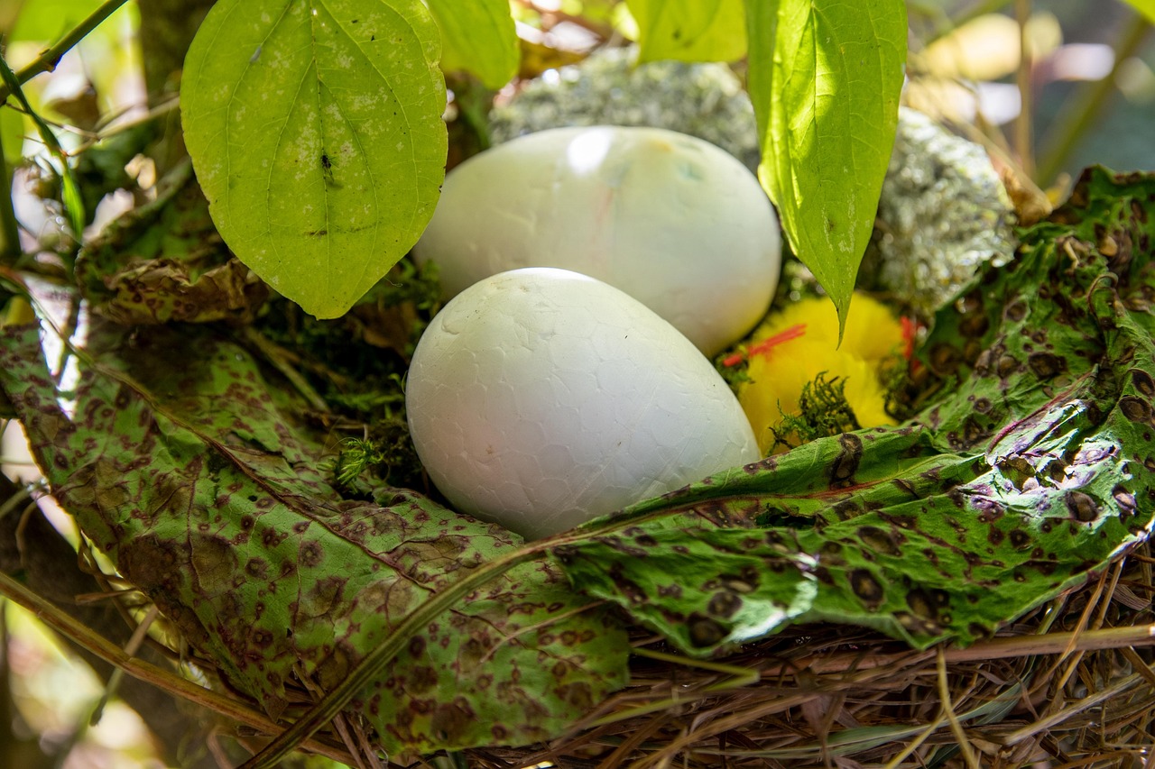 Free Easter Easter Nest photo and picture