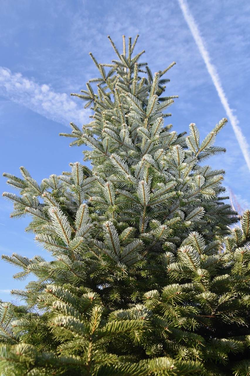 Fir Coniferous Christmas Tree Free photo on Pixabay Pixabay