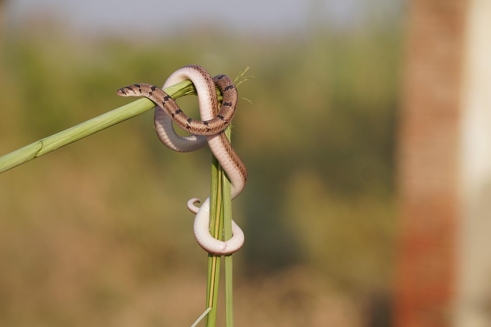 Snake Animal Nature - Free photo on Pixabay - Pixabay