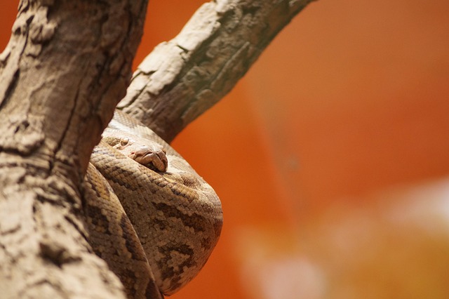 Free Snake Animal photo and picture