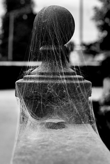 Free Spider Web Web photo and picture