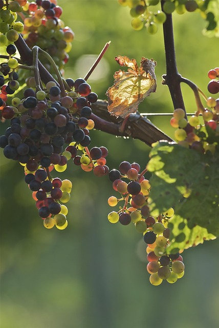 Weintrauben, Jung, Weingarten, Weinrebe