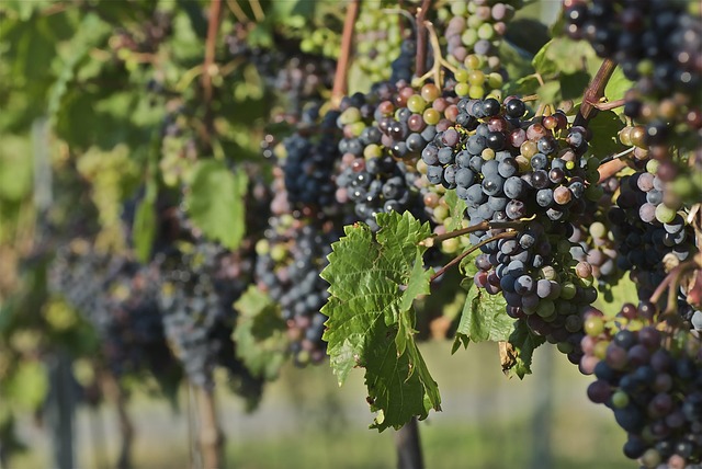 Rotwein, Rebe, Weinbau, Trauben, Pflanze