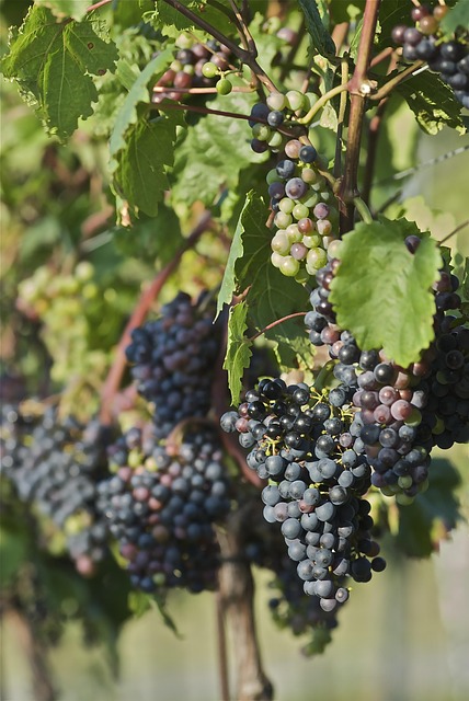 Rotweintrauben, St Laurent, Wein