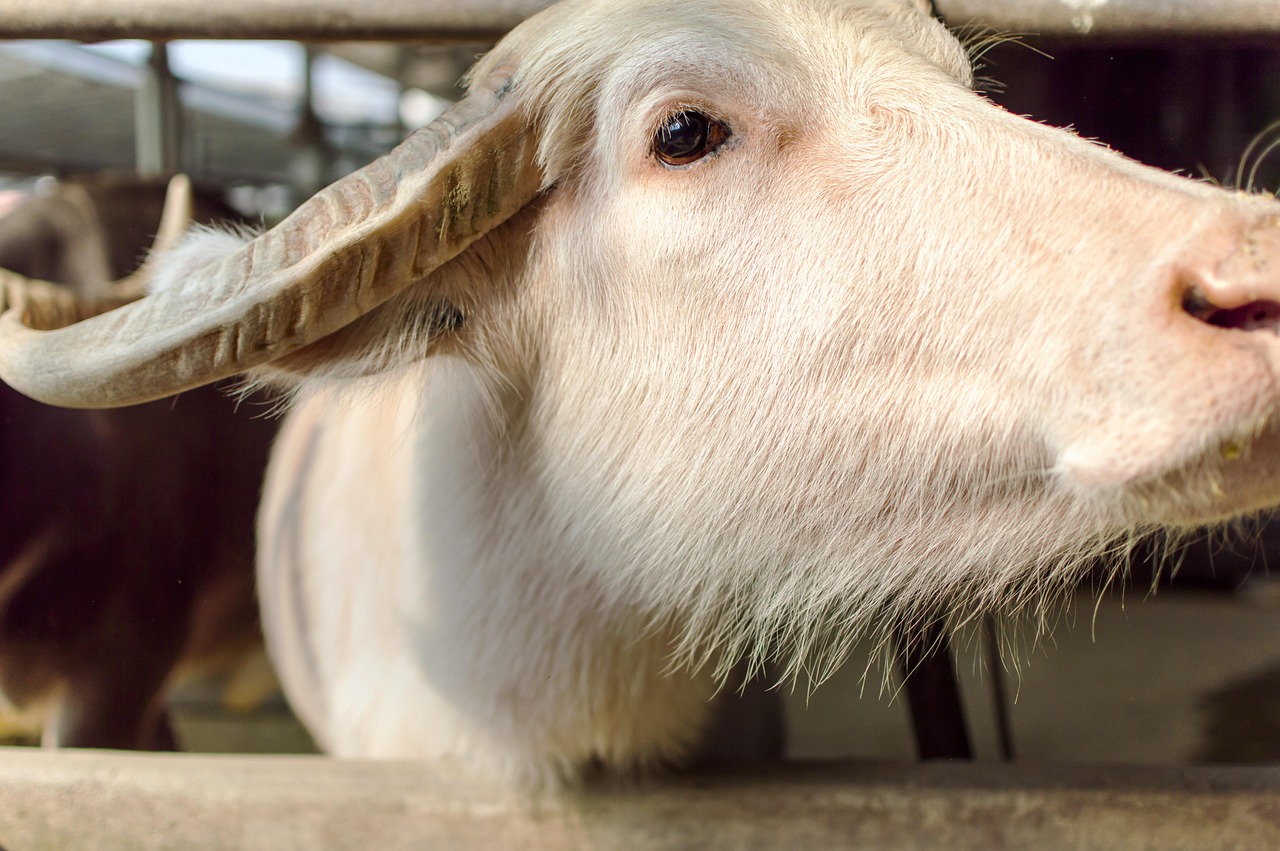 Horn - free online jigsaw puzzle photo