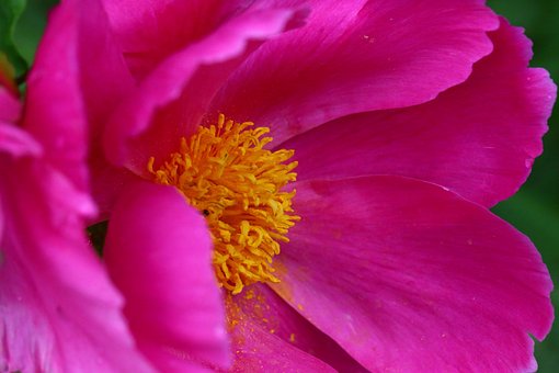 Free Peony Pink photo and picture