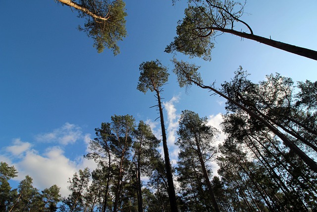 Free Forest Sky photo and picture