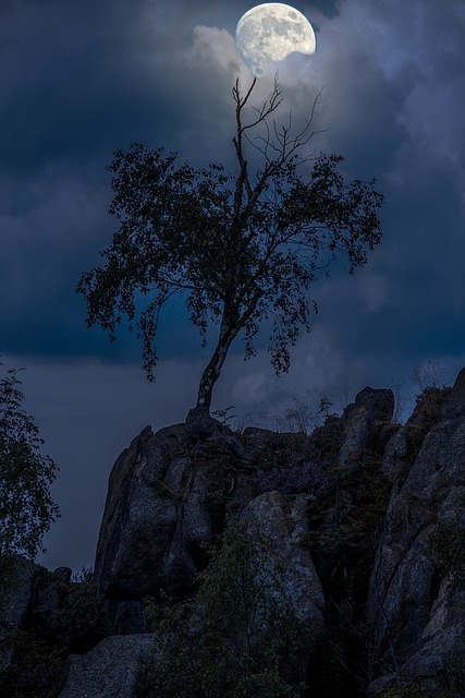 Free Full Moon Tree photo and picture