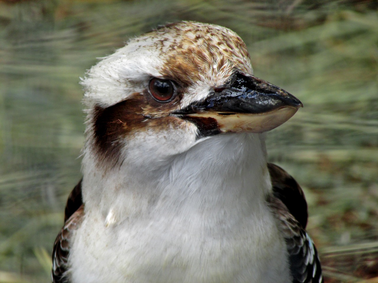 8 000 Free Kookaburra Australia Kookaburra Images Pixabay 8 000 Free Kookaburra Australia Kookaburra Images Pixabay