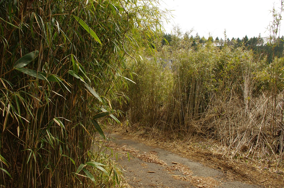 竹林 林道 竹 - Pixabayの無料写真