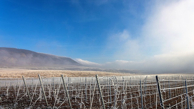 Free Winter Sunshine photo and picture