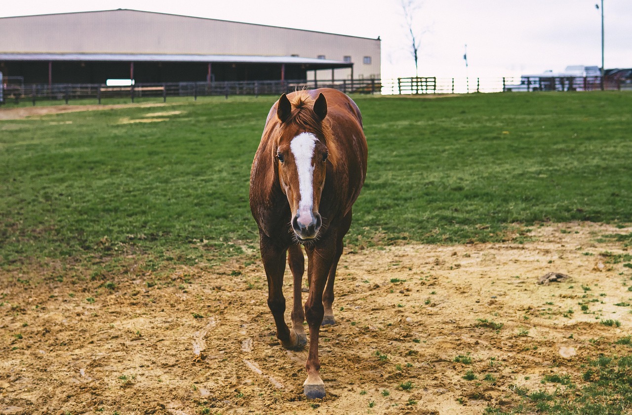 Horse Mare Ranch Free photo on Pixabay Pixabay