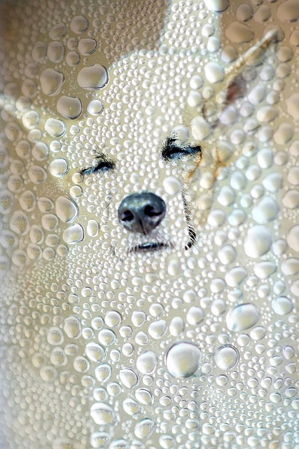 Cool Dog, Mazlíček, Zvíře, Chladný, Voda