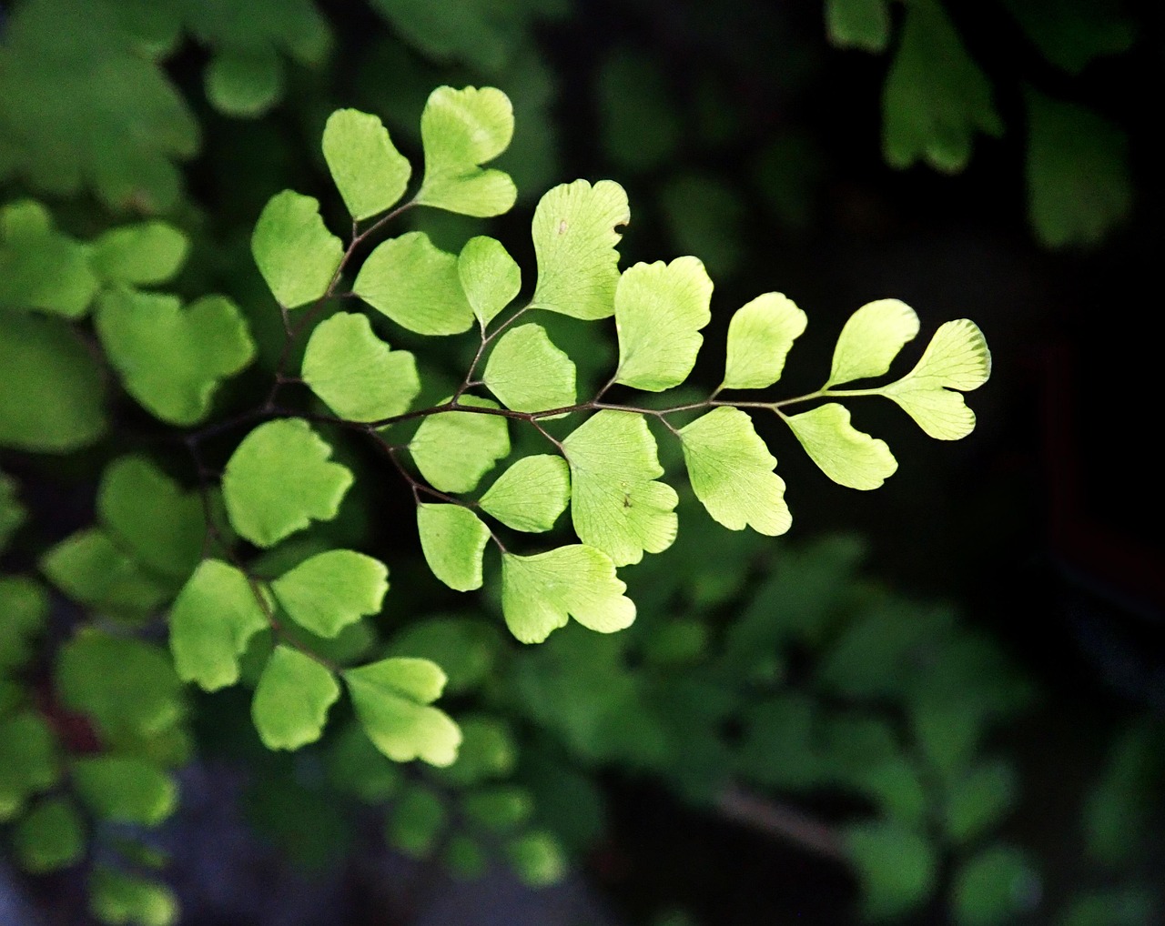 fern, maiden hair, plant, garden, nature