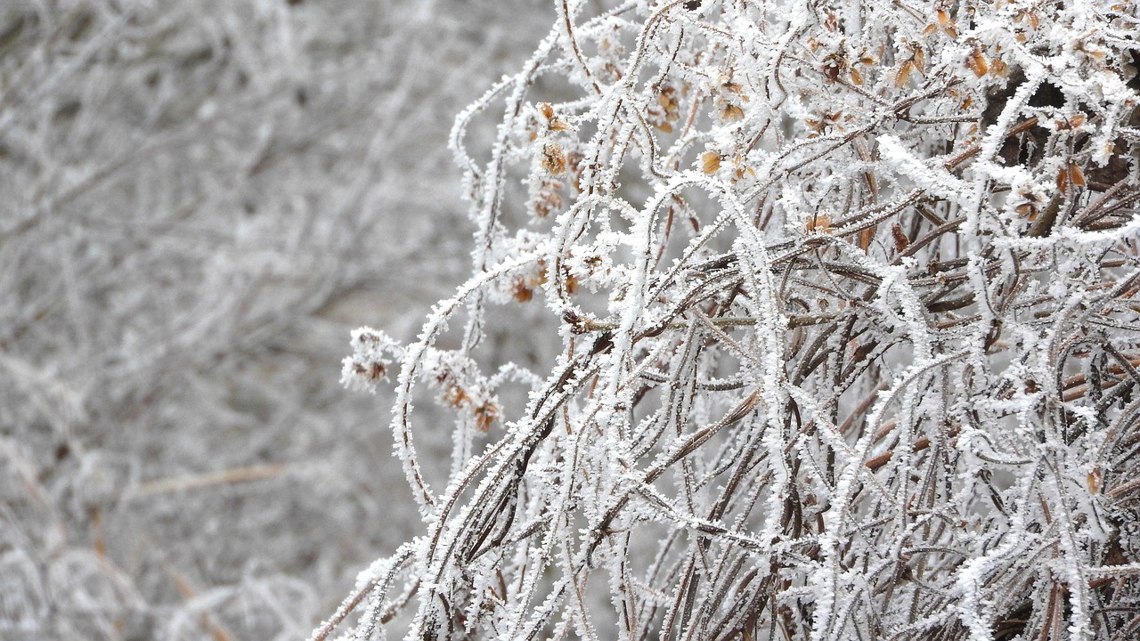 Frost Weed Plants - Free photo on Pixabay