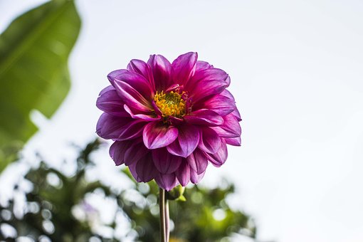 Free Flower Nature photo and picture