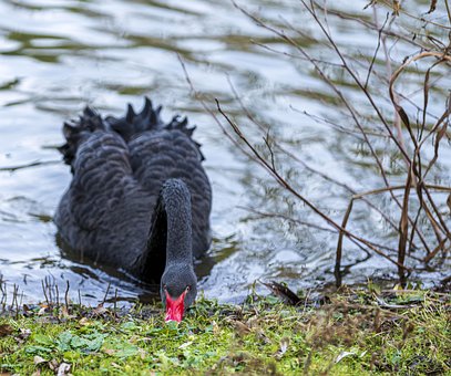 Free Swan Bird photo and picture