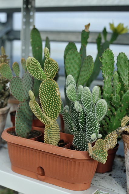 Kaktus, Pflanze, Kakteen, Green, Natur
