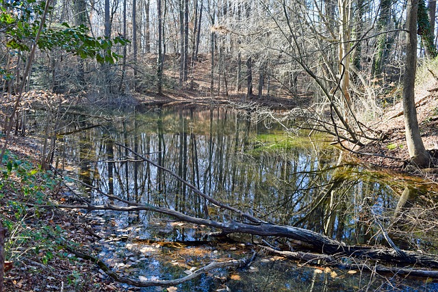 Free Reflection Pond photo and picture