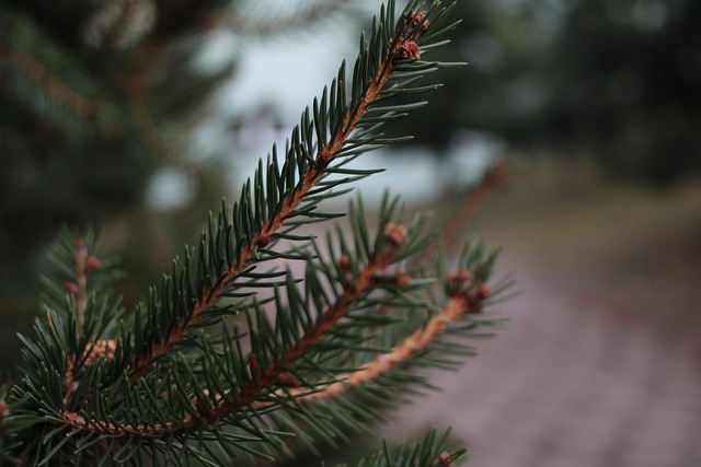 Árbol, Naturaleza, Verde, Madera