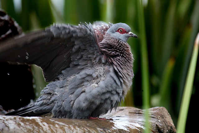 Free Bird Wings photo and picture