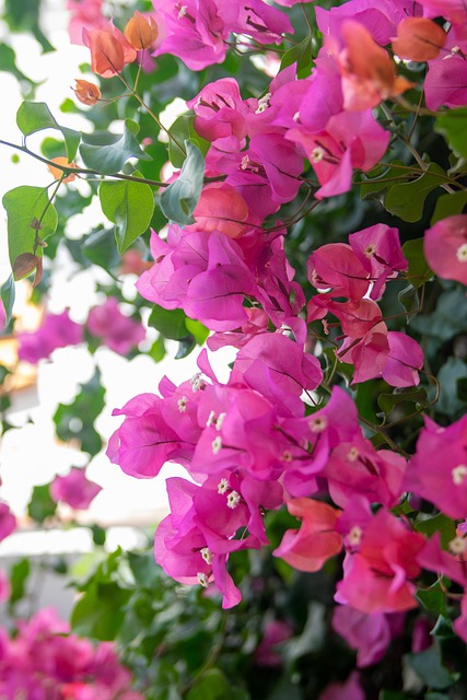 Free Flower Pink photo and picture